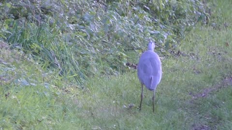 The Heron & the Vole, 2017