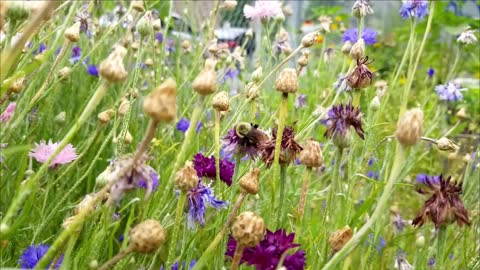 Watch this Pollinating Bee in Slow Motion