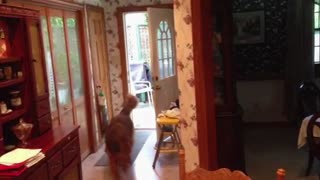 Zeus the dog opens and closes the door