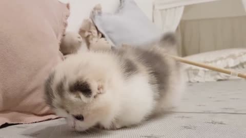 cute kitten videos short leg cat love