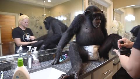 Chimpanzee Night Routine | Myrtle Beach Safari