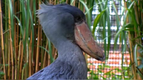 Facts About Shoebill Stork