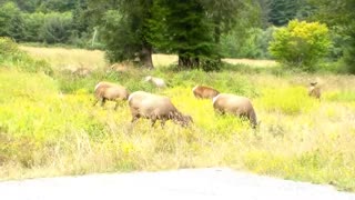 Wildlife Elk Herd Pacific Northwest