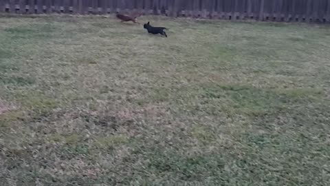 Chihuahuas Running