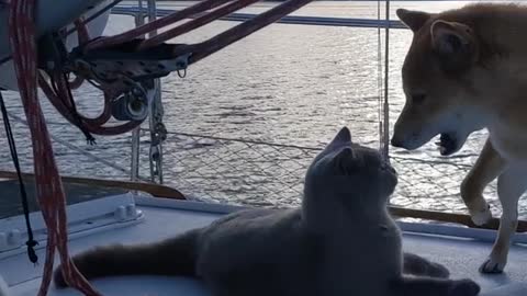 Cat and Dog Play With each other While Sailing on Boat