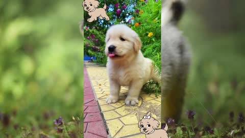 Cute Fluffy Puppies Videos