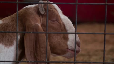 Goat sitting in stable behind fence chewing food slow motion