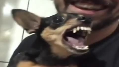 Pinscher Breed Dog - wild dog comedy