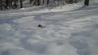 Cats Love Snow - Blizzard 2010
