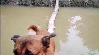 Canine Crosses Bridge with Perfect Balance