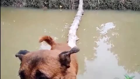 Canine Crosses Bridge with Perfect Balance