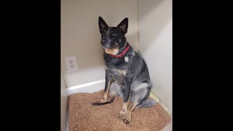 #1 Just An Old Cattle Dog