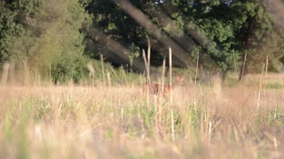 A Barking Doe