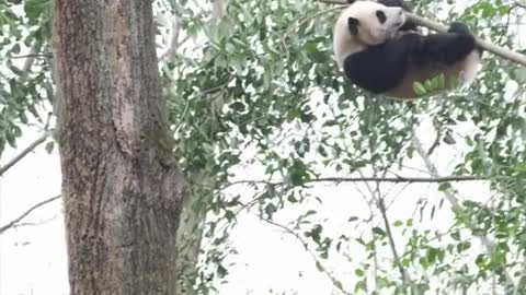 Giant Panda climbs tree like Ninja and sad ending