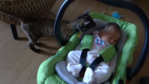 Cats and Babies: first meetings