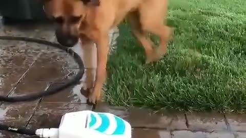 Dog just loves to play with the sprinkler