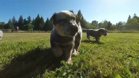 Litter of Australian Cattle Dog puppies running through a grassy field on a summer day