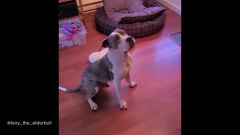Pitbulls being wholesome, Funny and cute Pitbull videos