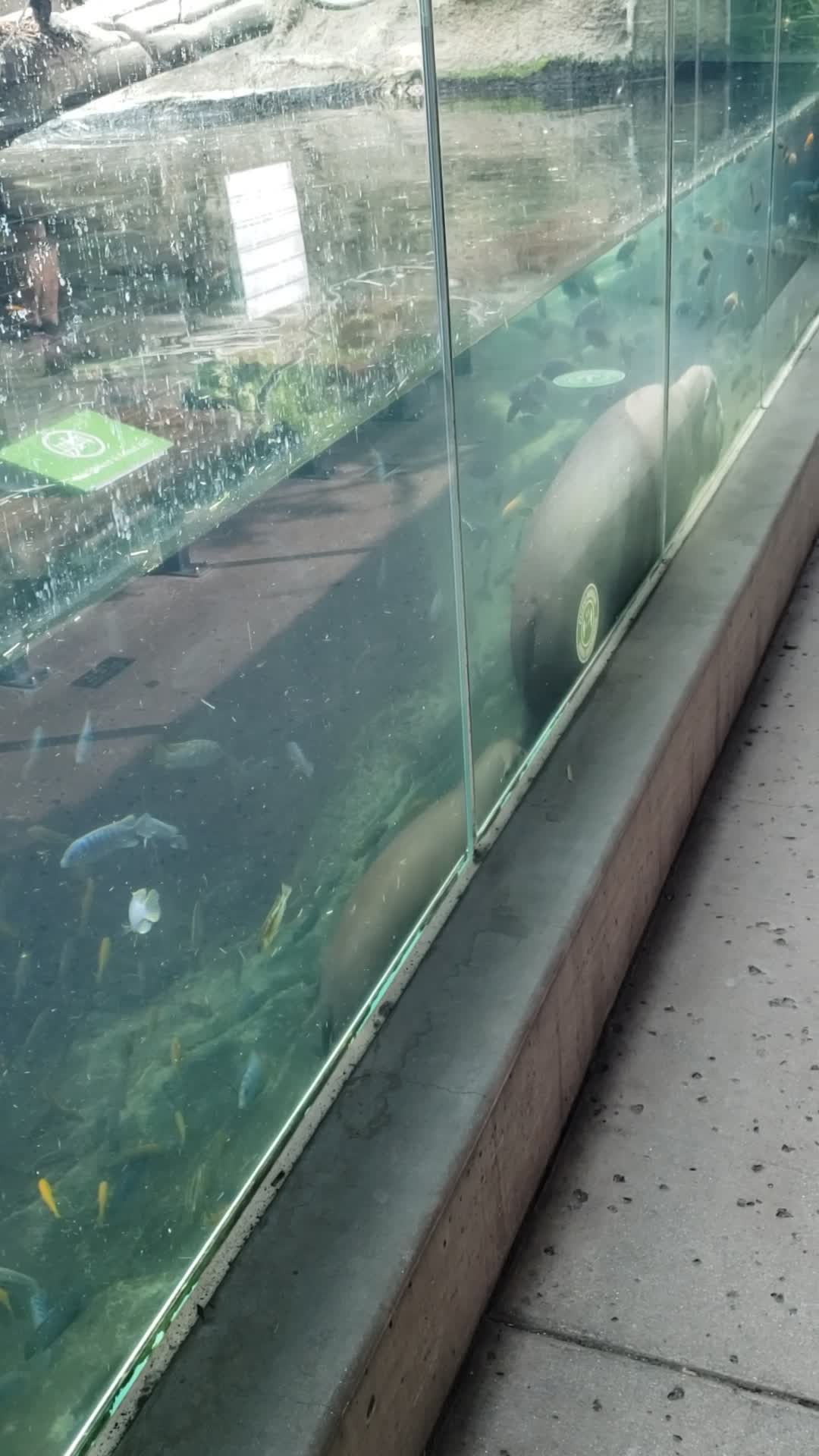 Adorable Pygmy Hippo