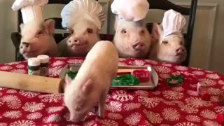 Piglets in the Kitchen