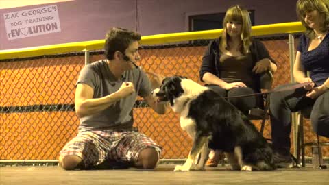 Dog Training 101: How to properly Train ANY DOG the Basics commands etc.