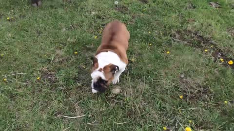 English bulldog vs bull interesting meeting