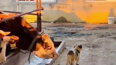 funniest Animals videos compilation best of 2023.#shorts #cat #dog #animals #pets #funny #viral