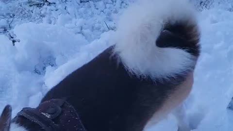 Super excited Buddy is running in the snow and having some zoomies