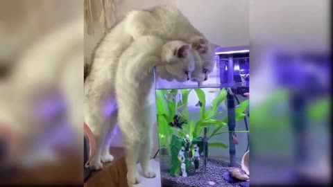 The funniest cat videos 🐱