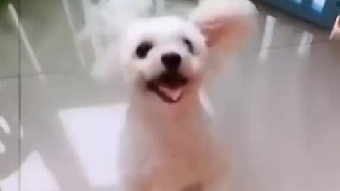 Amezing Funny animals video clips & try to not laugh