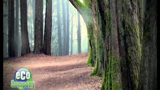 Redwoods & Climate