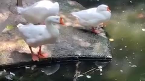 Angry geese