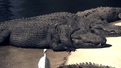 Free Alligators Sunning