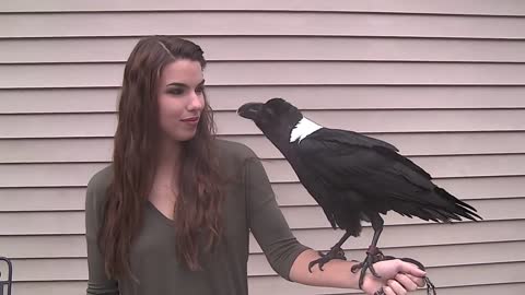 Ravens can talk