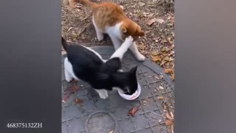 😂🤣 funny video Funny animal Funny viral video cute animal trending video #Funny shorts #viral shorts