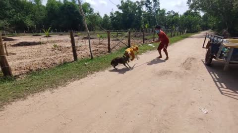 Can't stop laughing 🤣🤣 Fake Tiger Prank😂