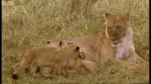 Brutal Lion Infanticide and Mating | Battle of the Sexes In The Animal World | BBC Earth