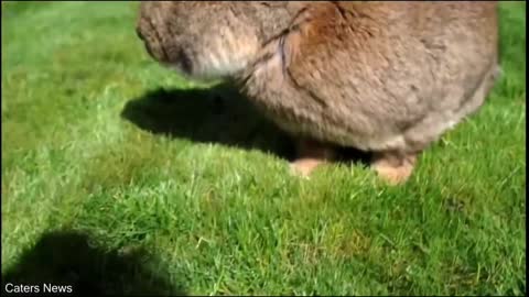 This rabbit goes viral for being as big as a dog