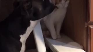 Dog cornering cat and licking it