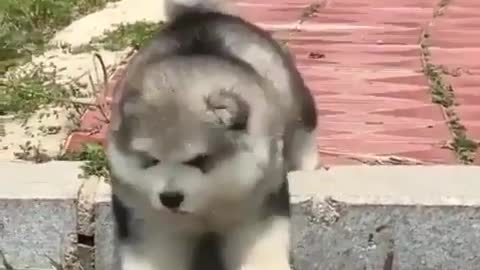 Adorable husky dog running around to his owner