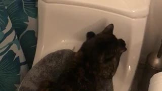 Cat scratching toilet