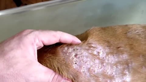 Dog infected with Mangoworms Parasites