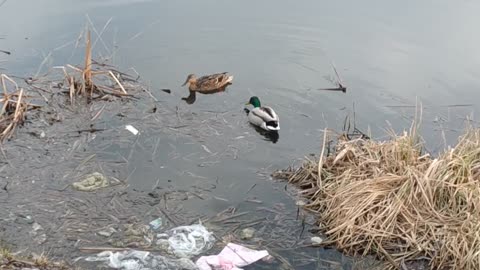 ducks go about their business