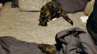 Cat and Rat playing