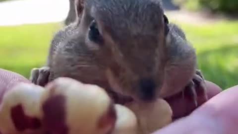 Amazing starts eating grains when squirrel
