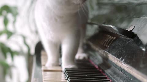 Cute cate is playing with music instrument