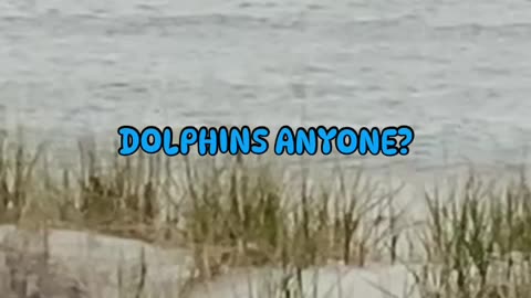 DOLPHIN SURPRISE!