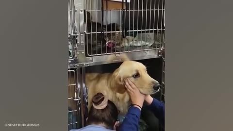 When brave dogs know they are going to the vet Funniest Dog Reaction