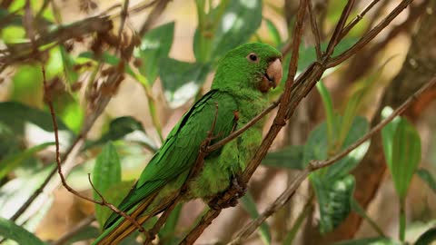 Green and beautiful parrot