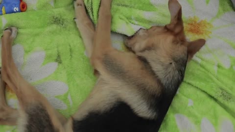 A cute funny dog lies on its back on a blanket and tries to gnaw it by holding it between its paws